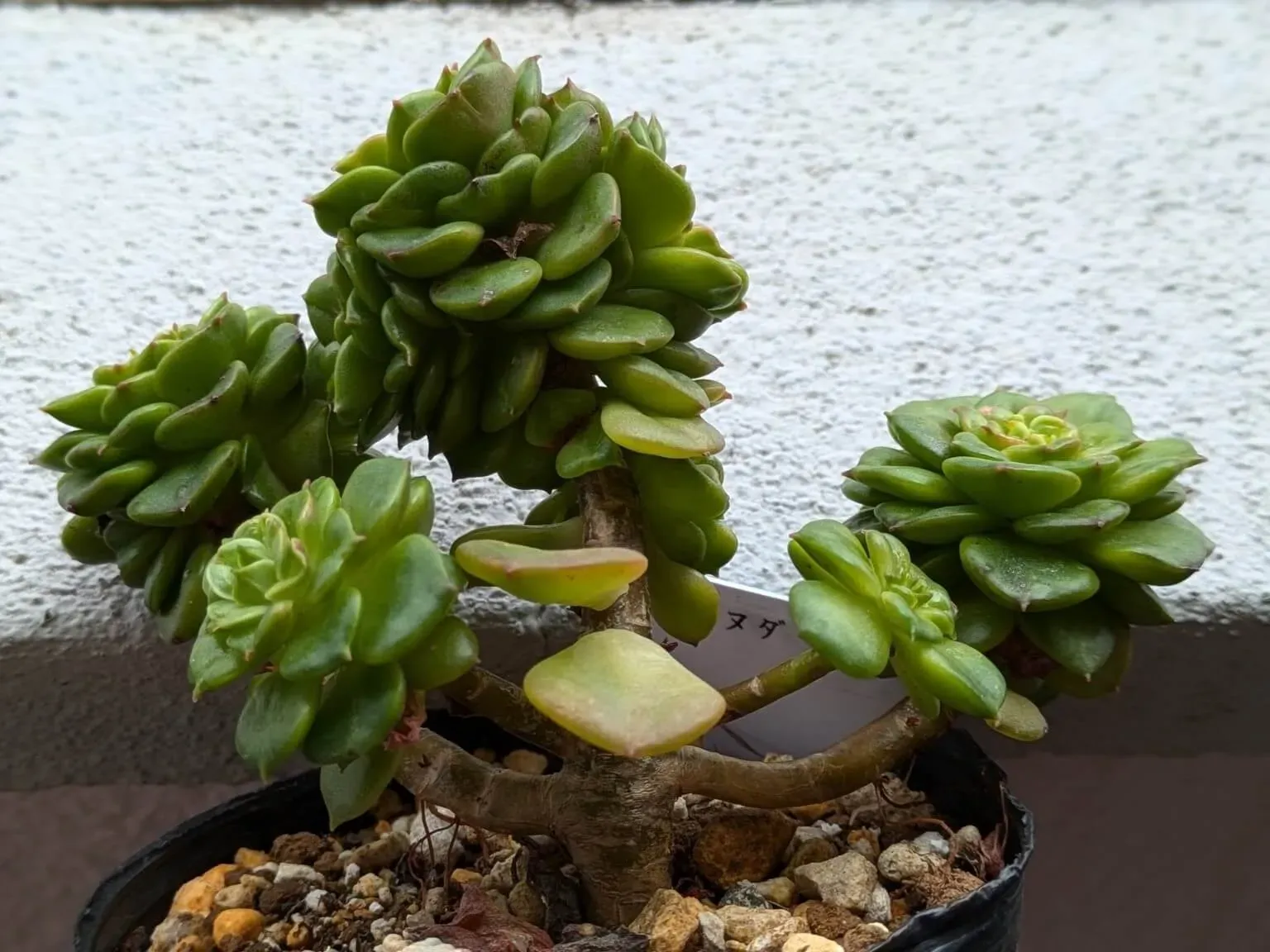 多肉植物 ヌダ 育て方：初心者も絶対成功へ！驚くほど簡単な水やりと光の秘訣【決定版】
